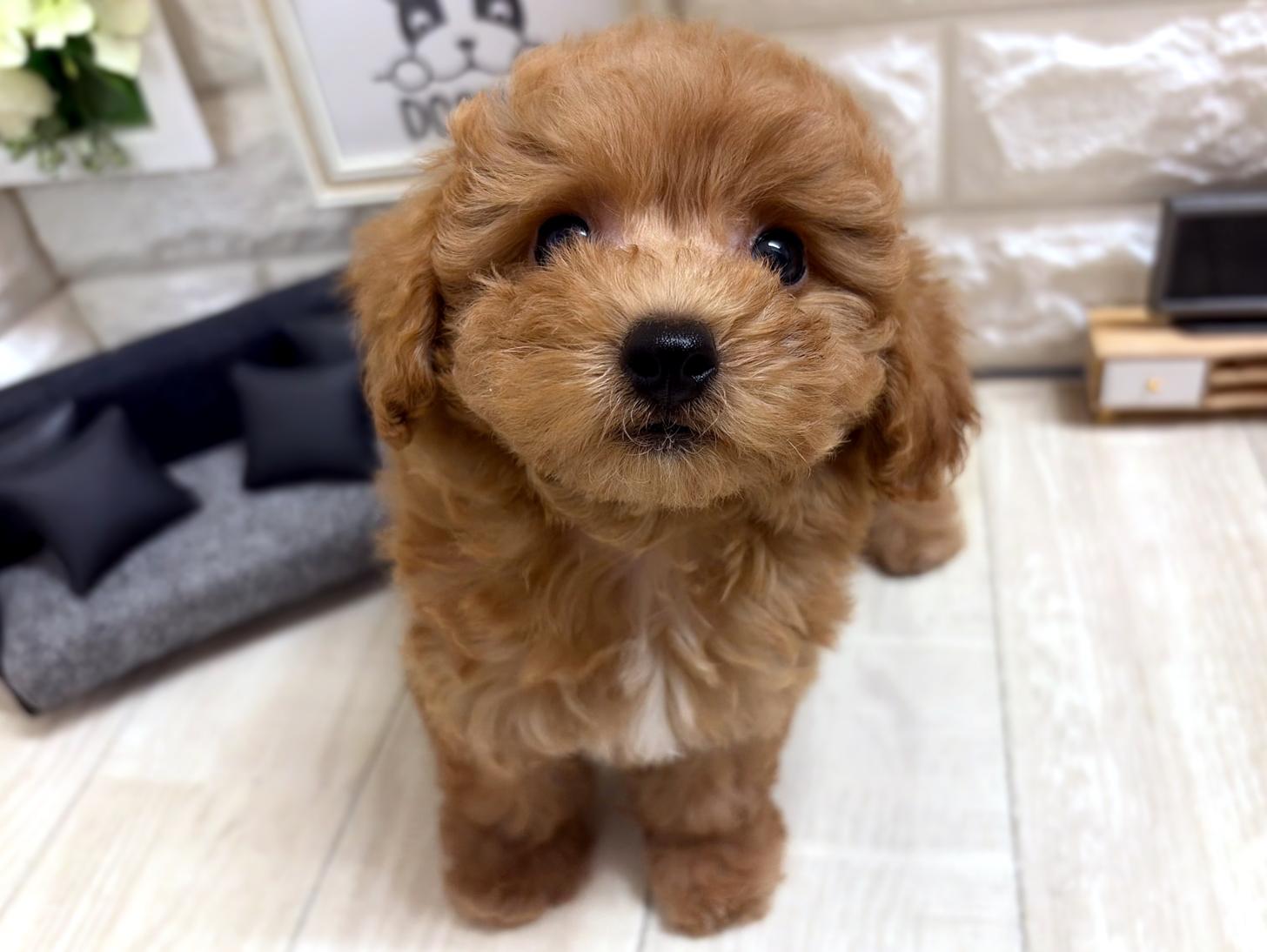 和歌山県のトイプードル(トイ) (DOGMAN和歌山中之島店/2026年5月9日生まれ/女の子/オレンジフォーン)の子犬の2枚目の画像