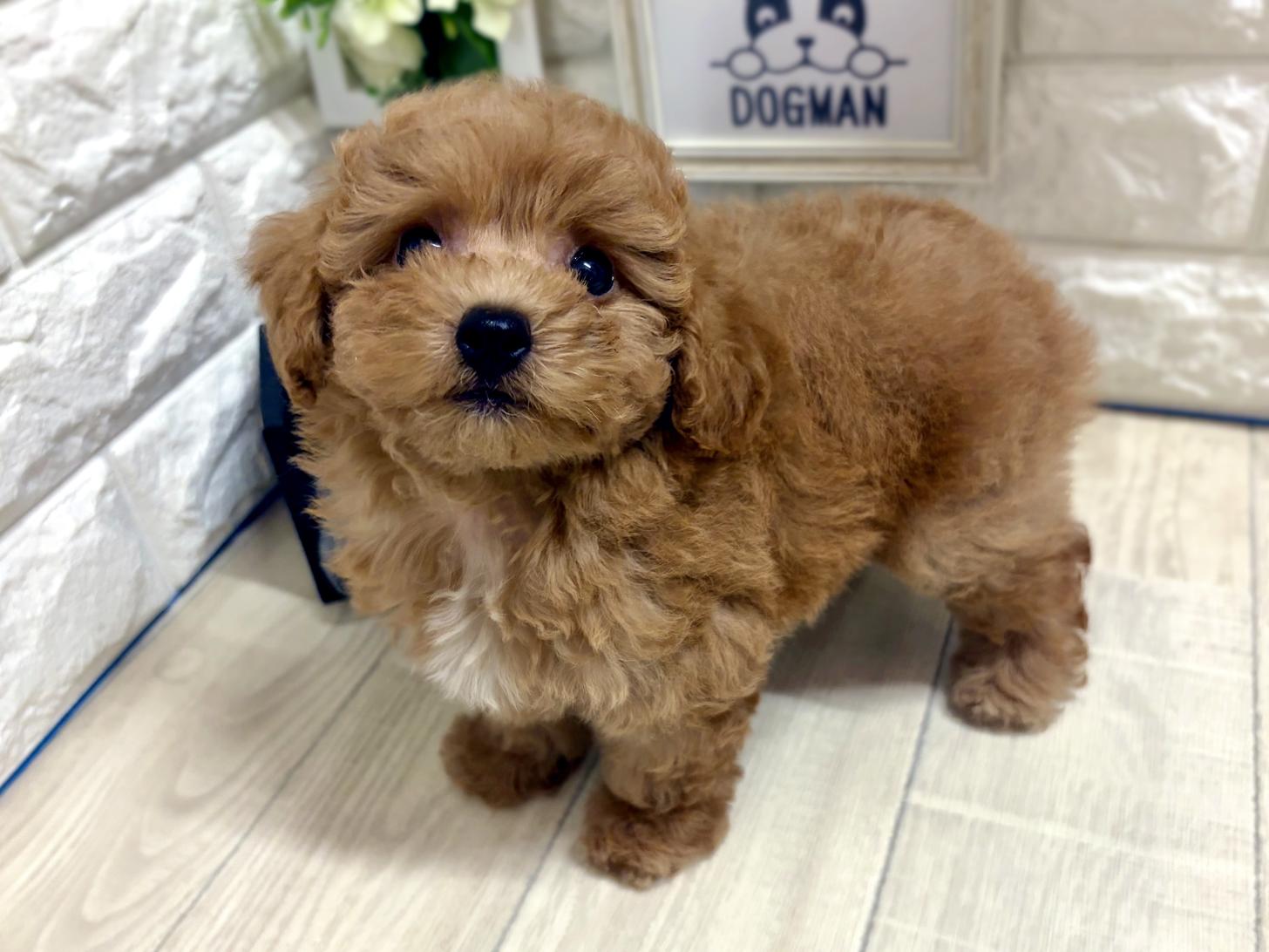 和歌山県のトイプードル(トイ) (DOGMAN和歌山中之島店/2026年5月9日生まれ/女の子/オレンジフォーン)の子犬の3枚目の画像
