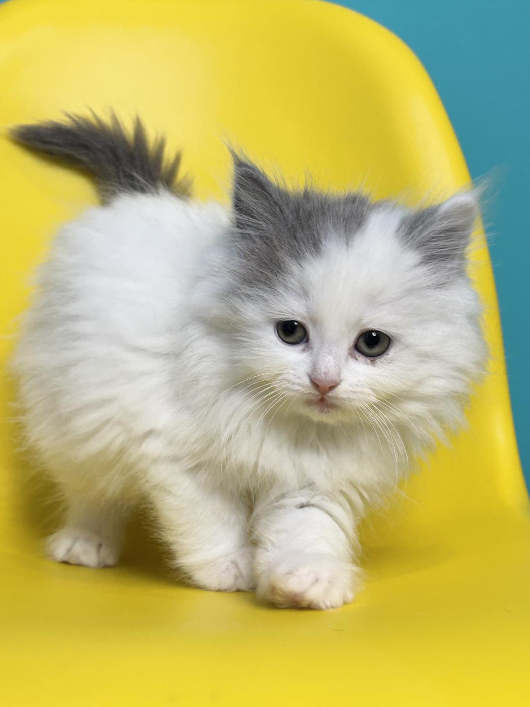 埼玉県のサイベリアン (ペッツスマイル加須インター店/2026年1月26日生まれ/女の子/ブルータビーホワイト)の子猫の1枚目の画像