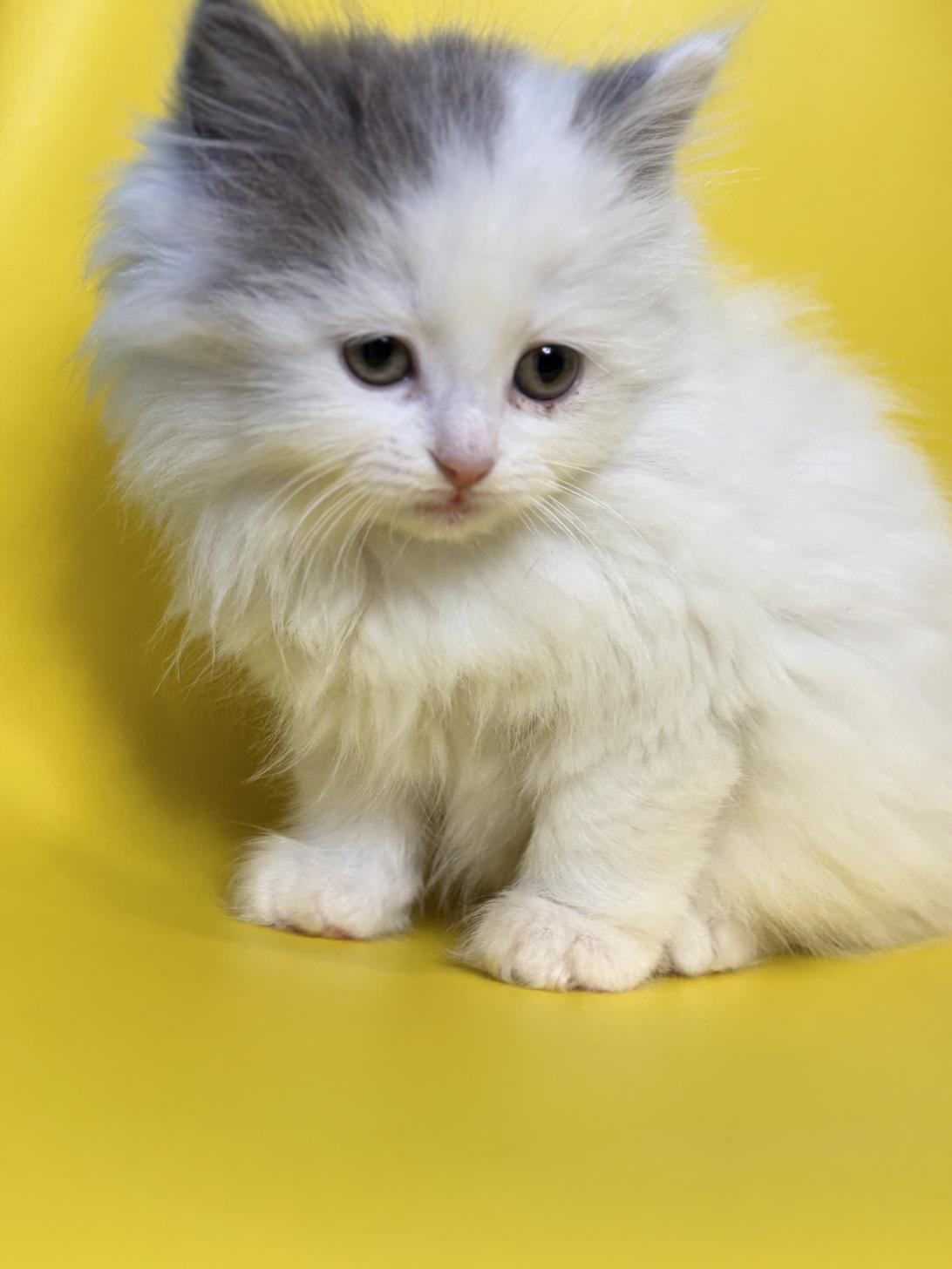 埼玉県のサイベリアン (ペッツスマイル加須インター店/2026年1月26日生まれ/女の子/ブルータビーホワイト)の子猫の2枚目の画像