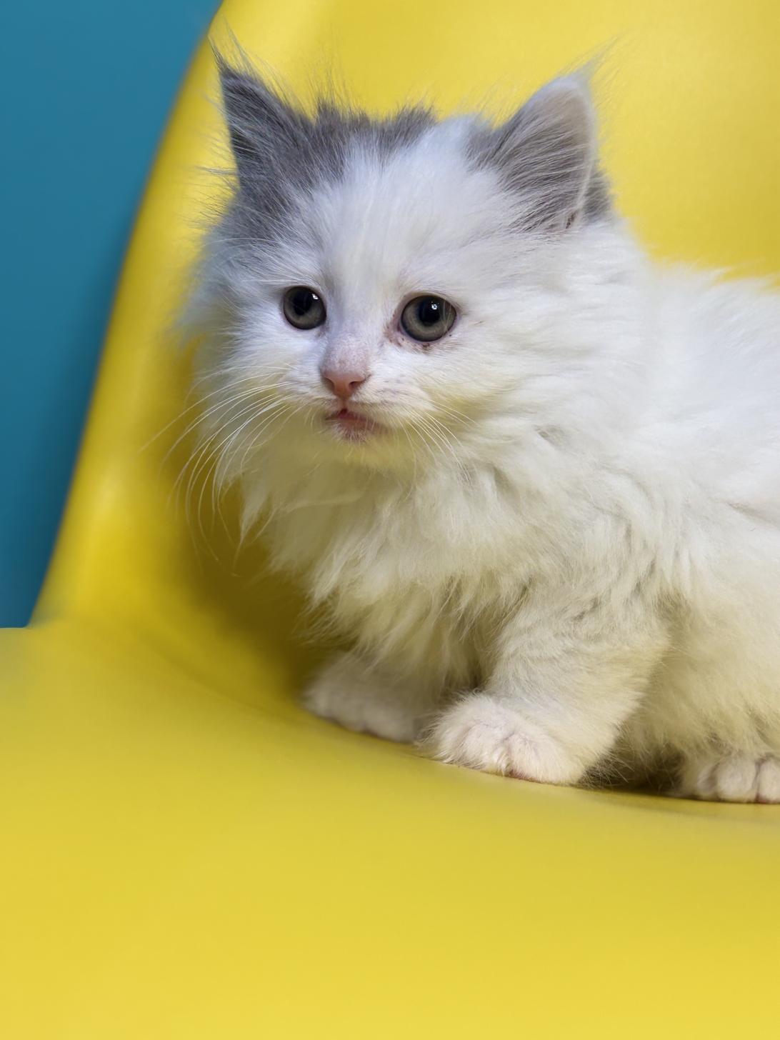 埼玉県のサイベリアン (ペッツスマイル加須インター店/2026年1月26日生まれ/女の子/ブルータビーホワイト)の子猫の3枚目の画像