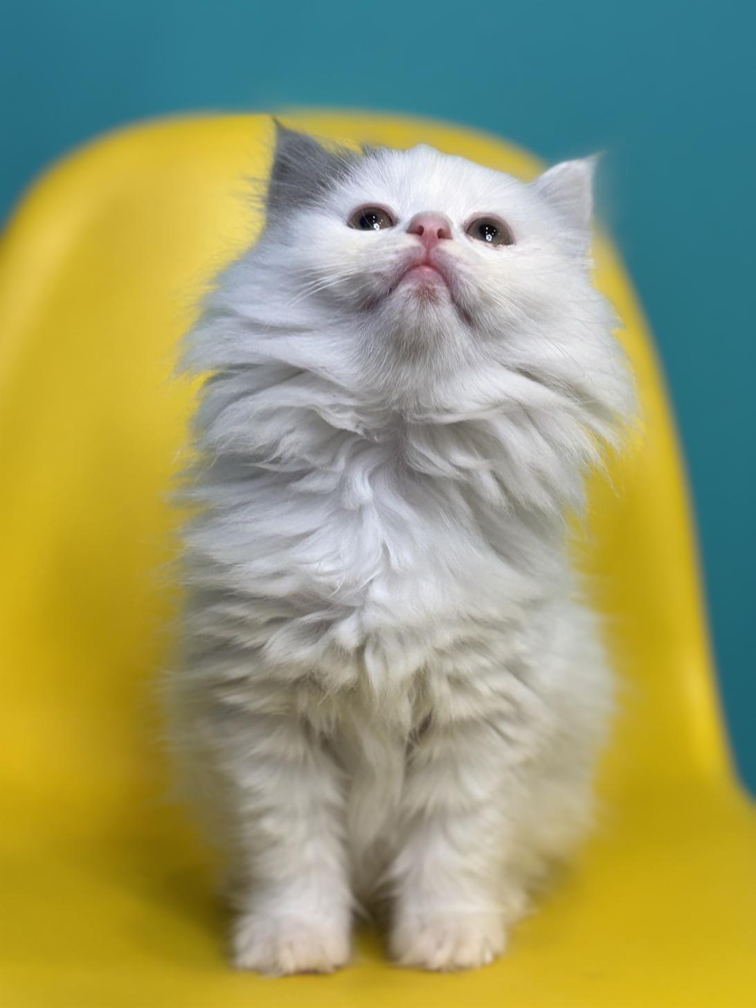 埼玉県のサイベリアン (ペッツスマイル加須インター店/2026年1月26日生まれ/女の子/ブルータビーホワイト)の子猫の4枚目の画像