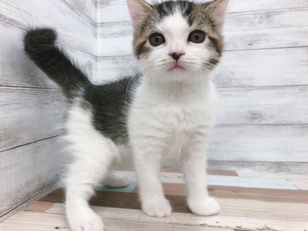 新潟県のスコティッシュフォールド (竹内ペット 白根店/2025年9月15日生まれ/男の子/シルバータビー＆ホワイト)の子猫の1枚目の画像