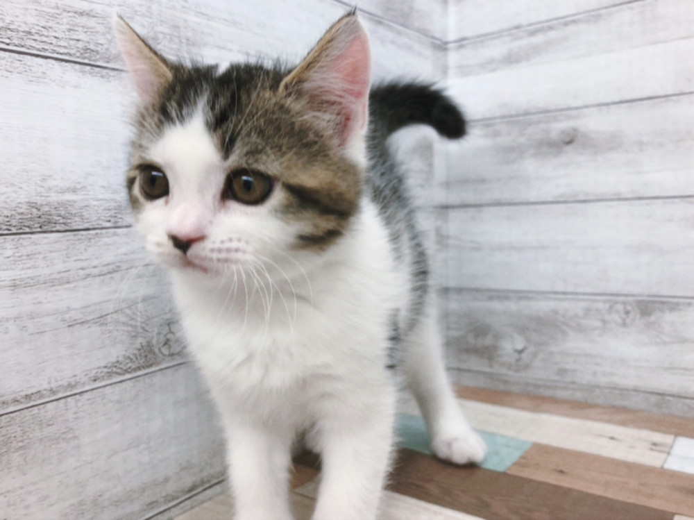 新潟県のスコティッシュフォールド (竹内ペット 白根店/2025年9月15日生まれ/男の子/シルバータビー＆ホワイト)の子猫の2枚目の画像