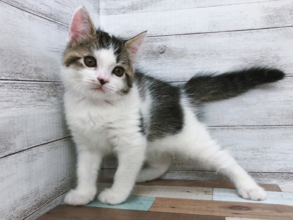 新潟県のスコティッシュフォールド (竹内ペット 白根店/2025年9月15日生まれ/男の子/シルバータビー＆ホワイト)の子猫の3枚目の画像