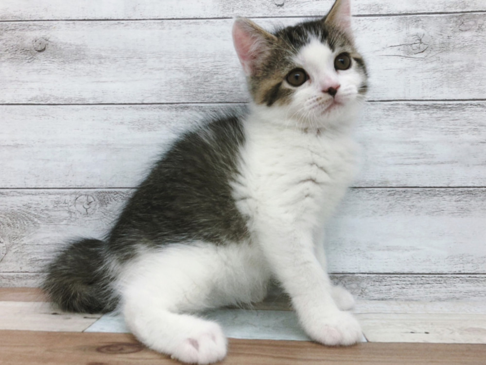 新潟県のスコティッシュフォールド (竹内ペット 白根店/2025年9月15日生まれ/男の子/シルバータビー＆ホワイト)の子猫の4枚目の画像