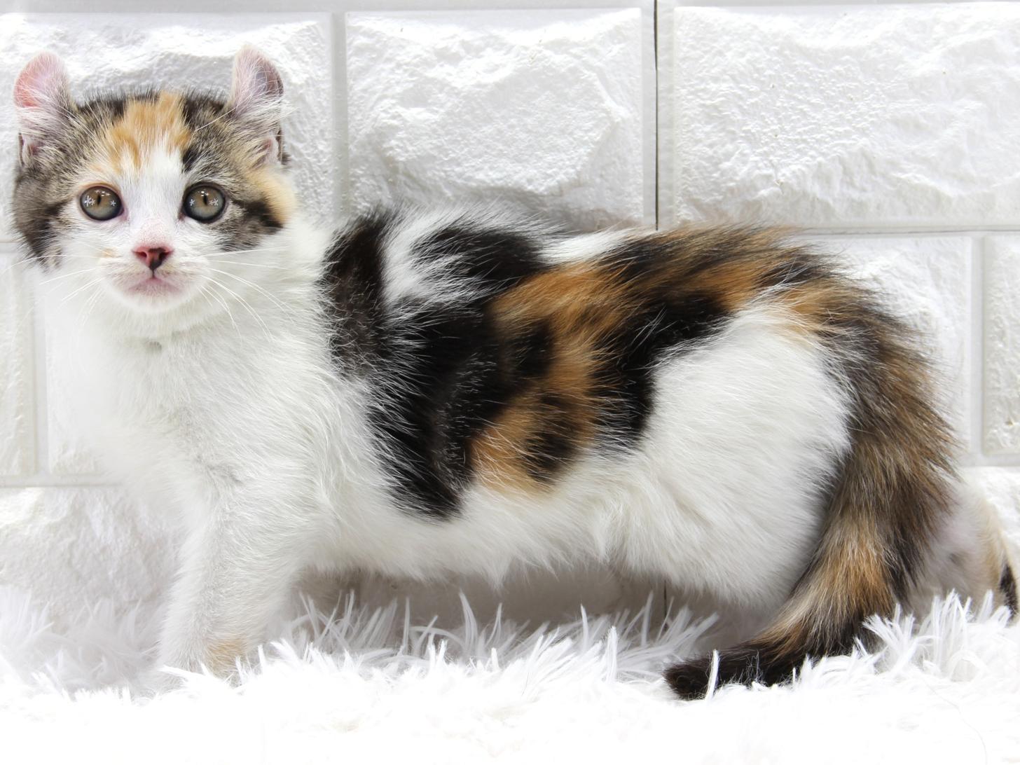 愛知県のアメリカンカール (猫福家 名古屋南店/2026年2月1日生まれ/女の子/ブラウンパッチドタビーホワイト)の子猫の1枚目の画像