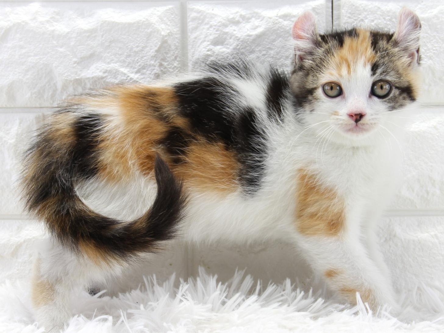 愛知県のアメリカンカール (猫福家 名古屋南店/2026年2月1日生まれ/女の子/ブラウンパッチドタビーホワイト)の子猫の2枚目の画像