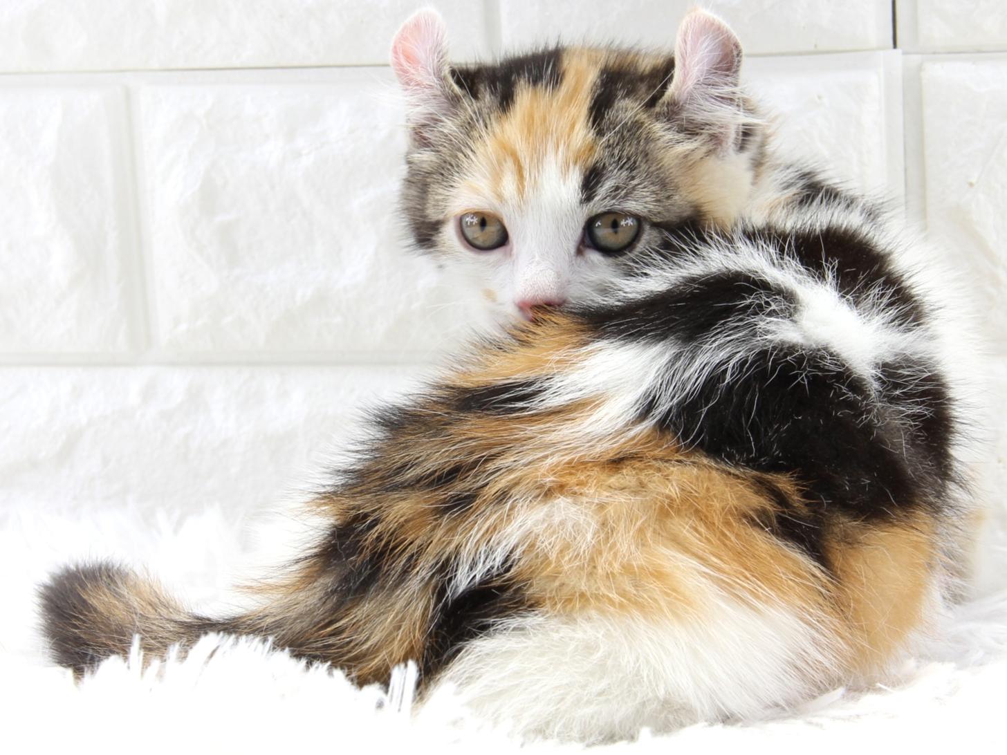 愛知県のアメリカンカール (猫福家 名古屋南店/2026年2月1日生まれ/女の子/ブラウンパッチドタビーホワイト)の子猫の3枚目の画像