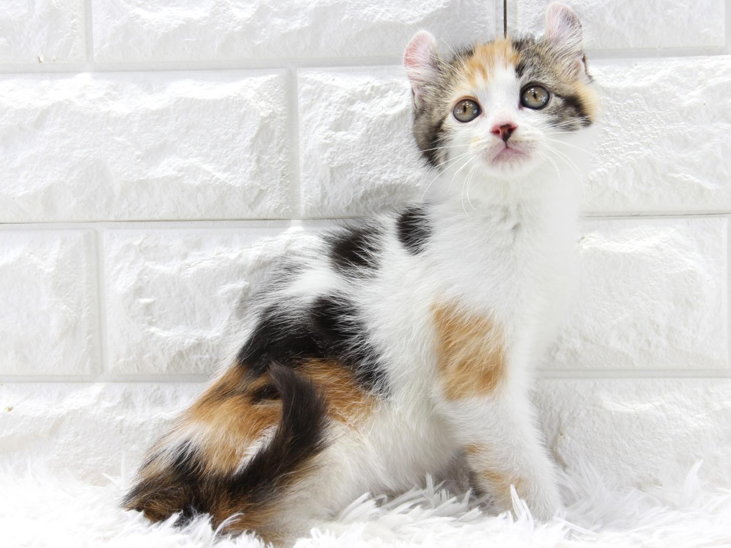 愛知県のアメリカンカール (猫福家 名古屋南店/2026年2月1日生まれ/女の子/ブラウンパッチドタビーホワイト)の子猫の4枚目の画像