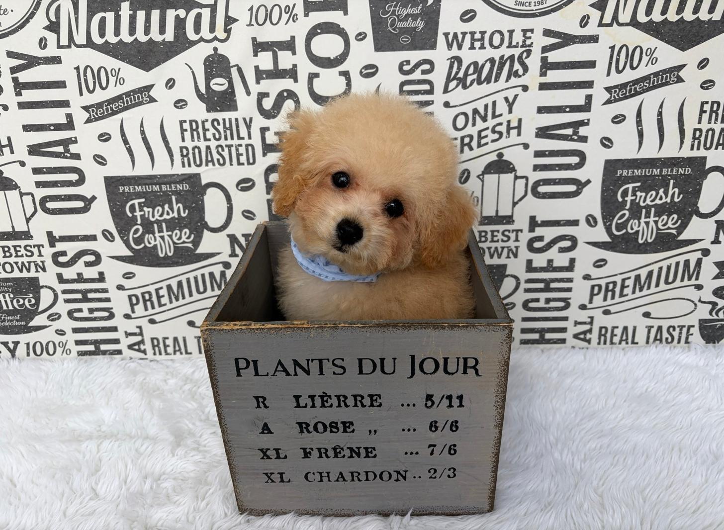 福岡県のトイプードル(タイニー) (ぱぴぷぺっと福岡店/2026年6月5日生まれ/男の子/クリーム)の子犬の4枚目の画像