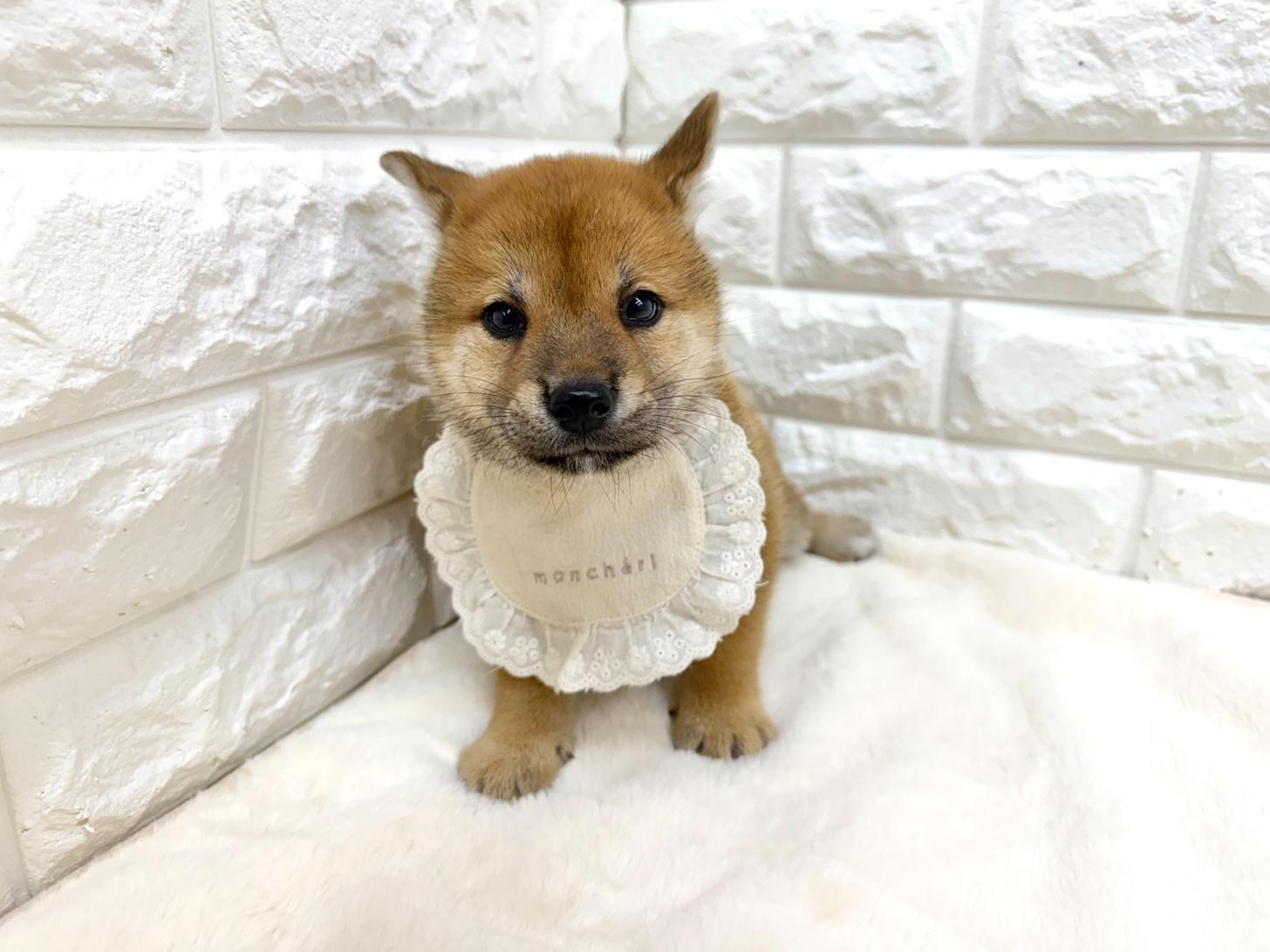 神奈川県の柴犬(標準サイズ) (ペッツコンシェル鶴見元宮店/2026年5月26日生まれ/男の子/赤)の子犬の1枚目の画像