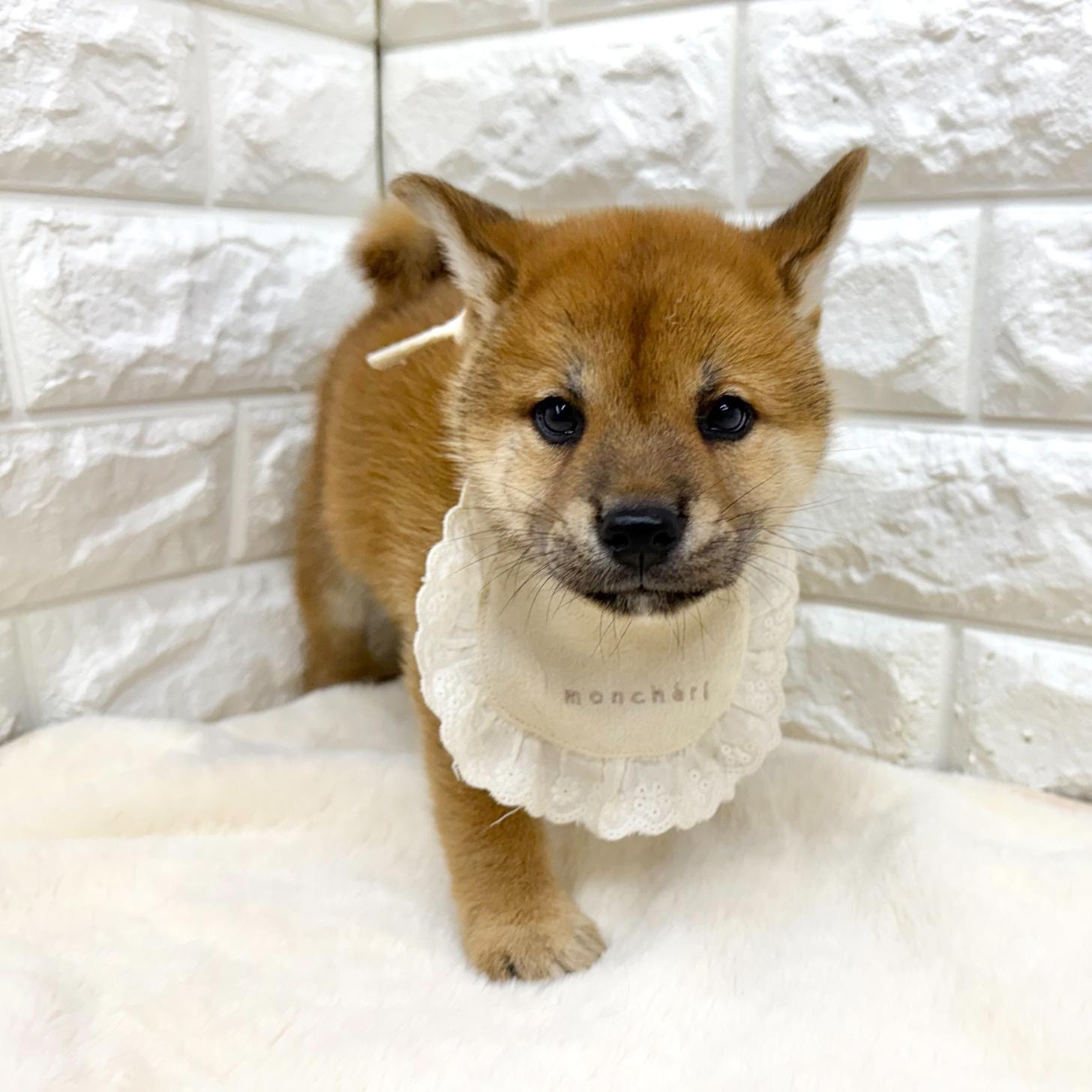 神奈川県の柴犬(標準サイズ) (ペッツコンシェル鶴見元宮店/2026年5月26日生まれ/男の子/赤)の子犬の2枚目の画像