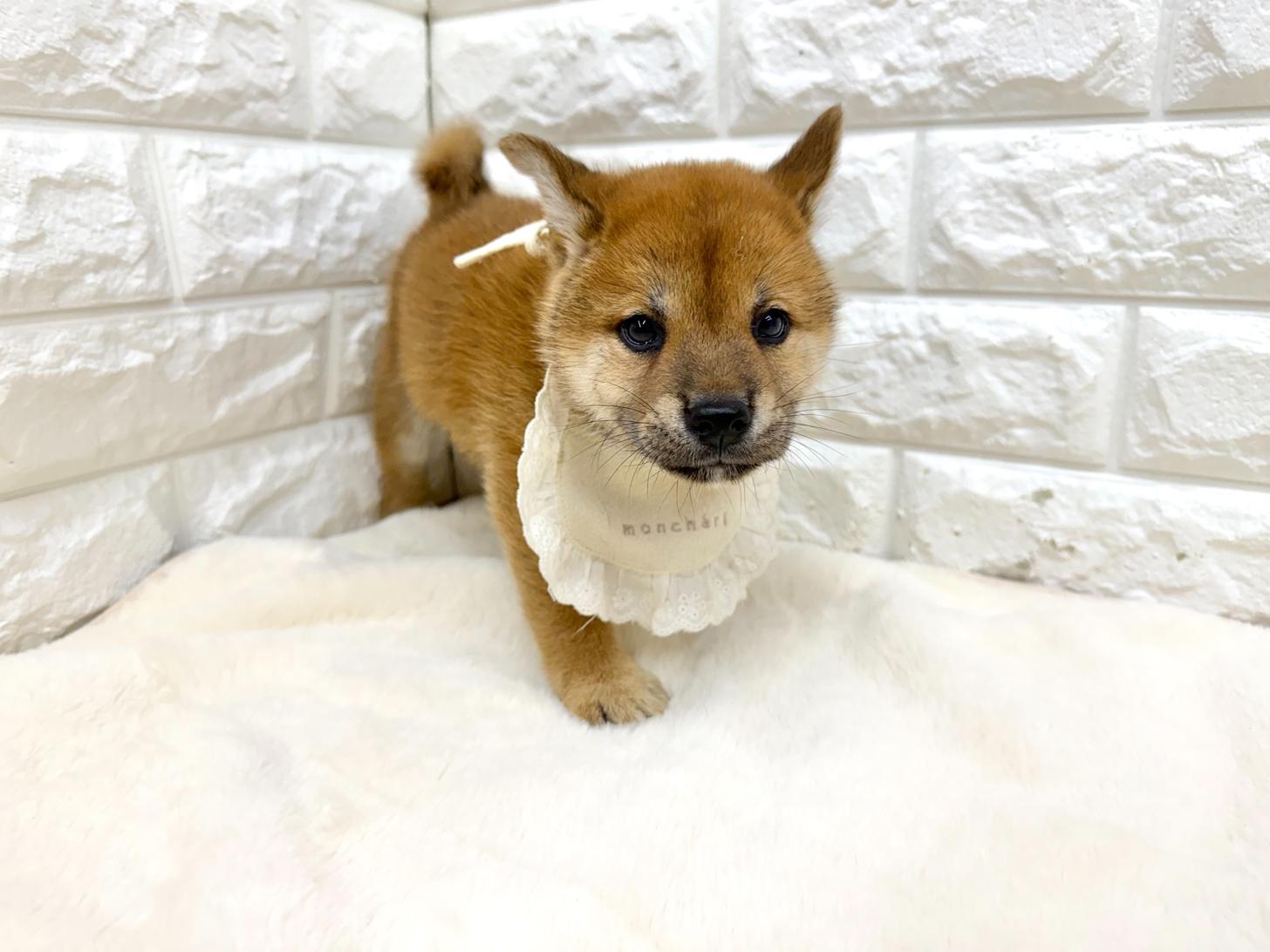 神奈川県の柴犬(標準サイズ) (ペッツコンシェル鶴見元宮店/2026年5月26日生まれ/男の子/赤)の子犬の3枚目の画像