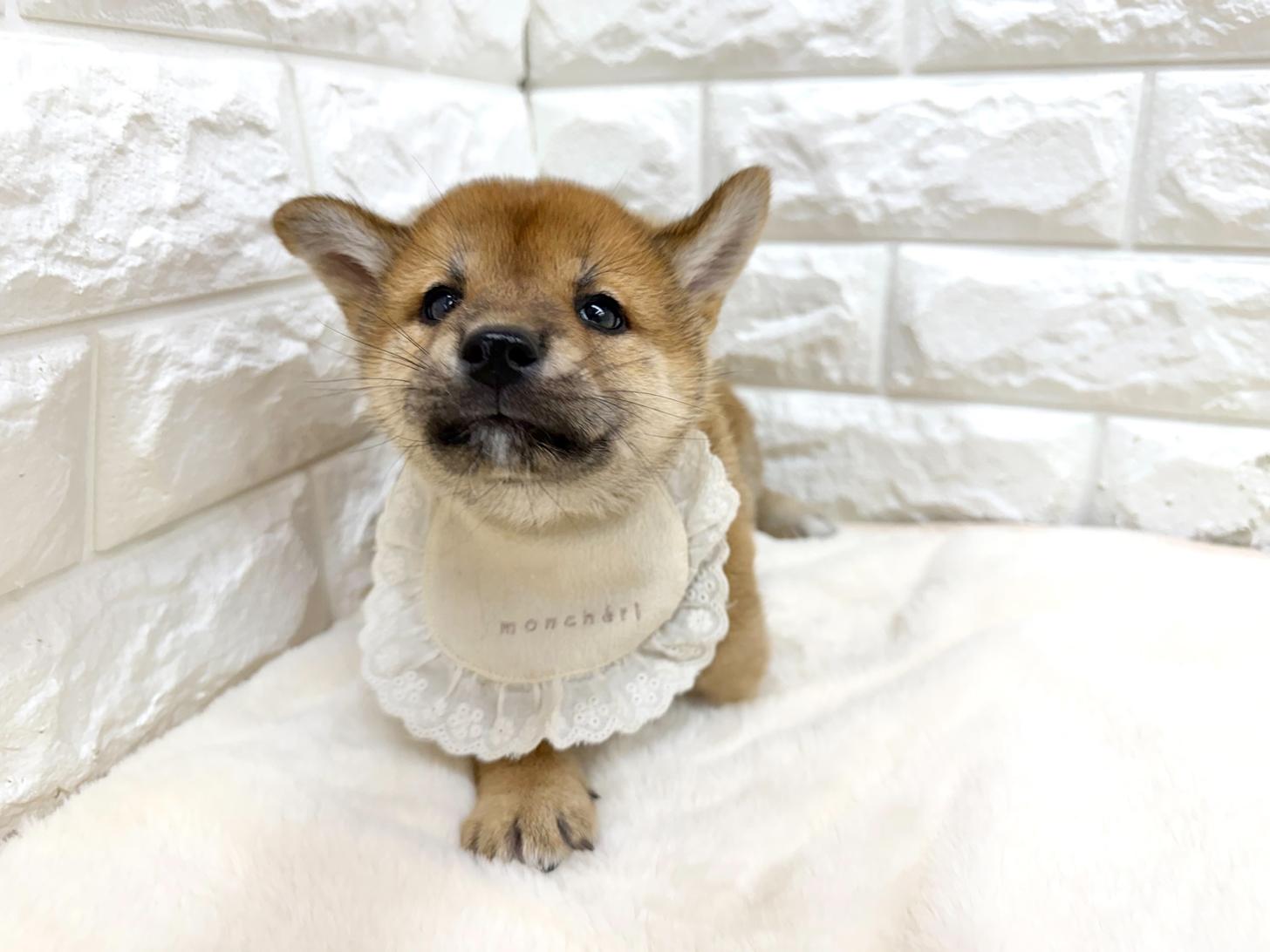 神奈川県の柴犬(標準サイズ) (ペッツコンシェル鶴見元宮店/2026年5月26日生まれ/男の子/赤)の子犬の4枚目の画像