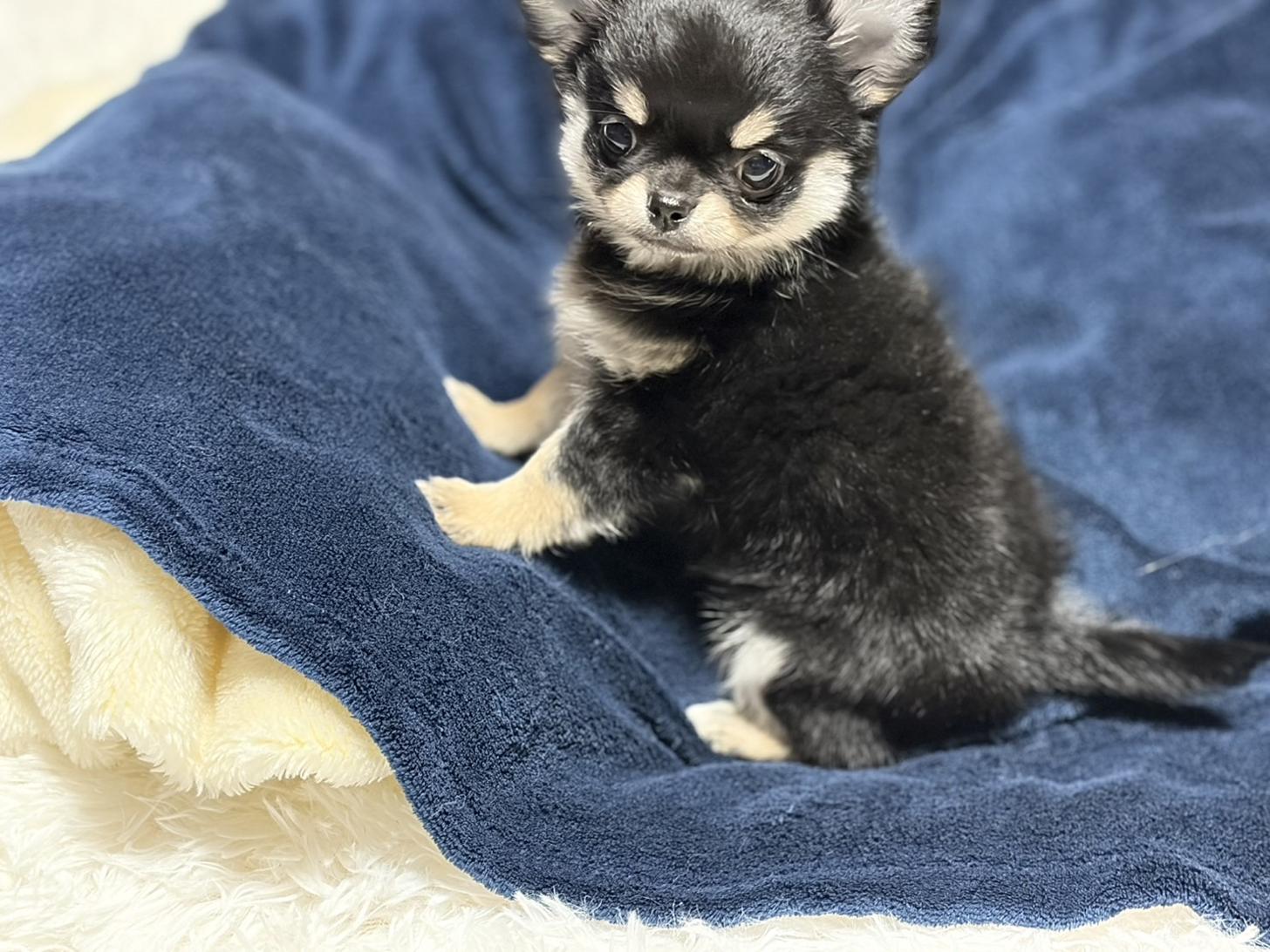 滋賀県のチワワ(ロング) (ナカニシケンネル/2025年10月16日生まれ/女の子/ブラックタン)の子犬の1枚目の画像