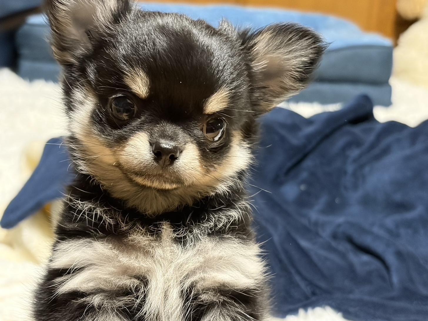 滋賀県のチワワ(ロング) (ナカニシケンネル/2025年10月16日生まれ/女の子/ブラックタン)の子犬の2枚目の画像