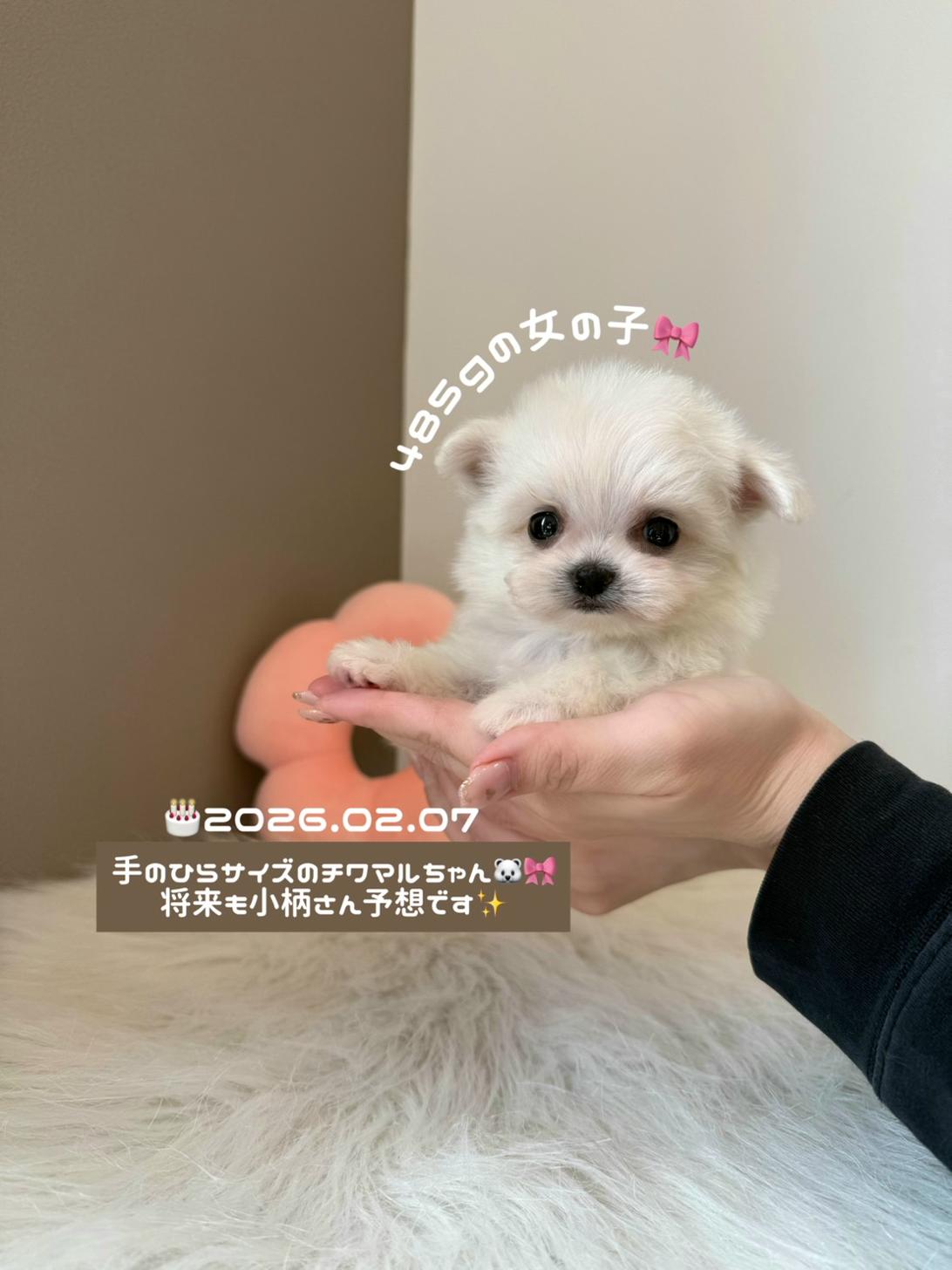 埼玉県のチワマル/マルチワ(チワワ×マルチーズ) (PETSHOP FATIS/2026年2月7日生まれ/女の子/ホワイト)の子犬の1枚目の画像