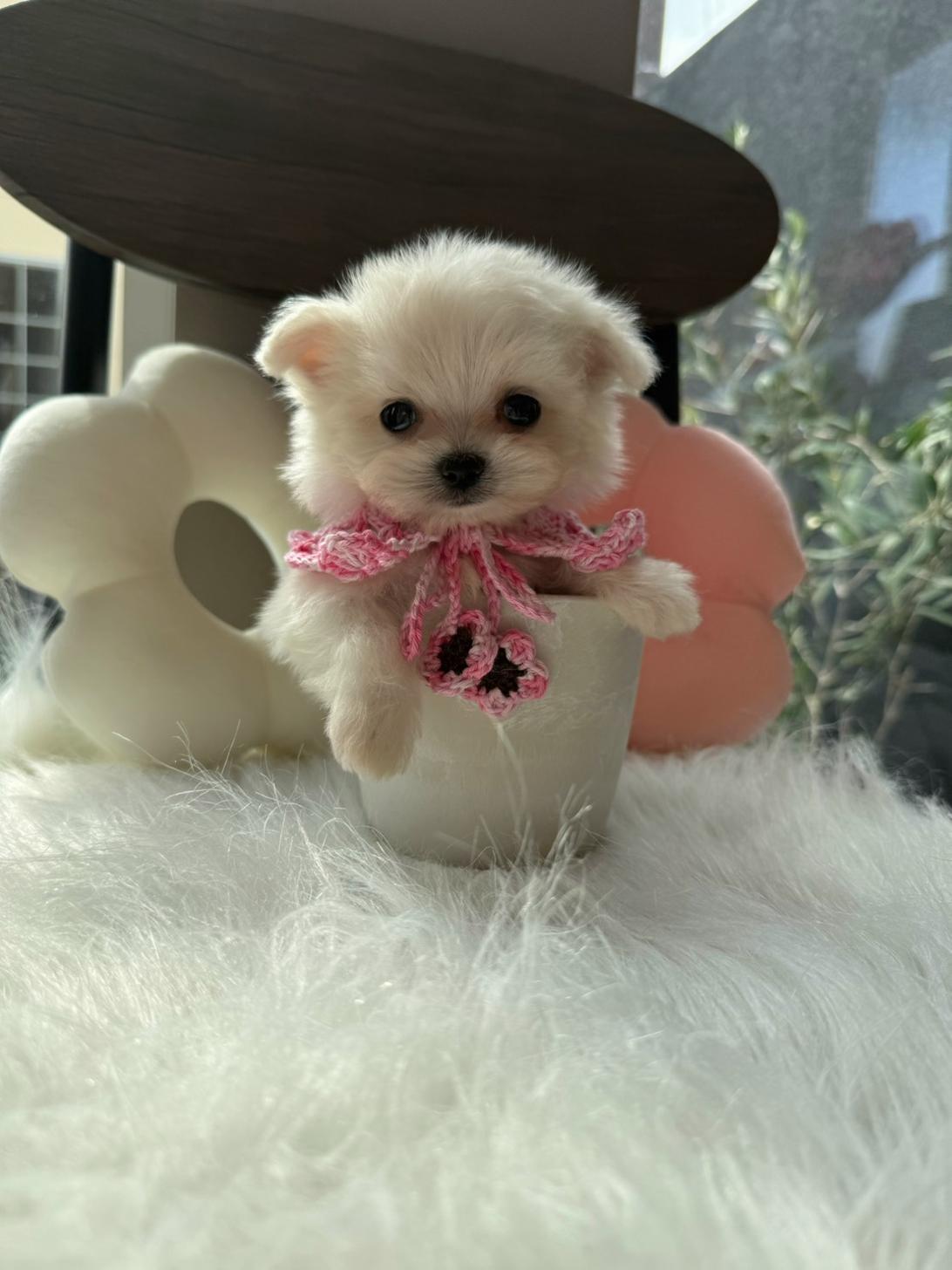 埼玉県のチワマル/マルチワ(チワワ×マルチーズ) (PETSHOP FATIS/2026年2月7日生まれ/女の子/ホワイト)の子犬の2枚目の画像