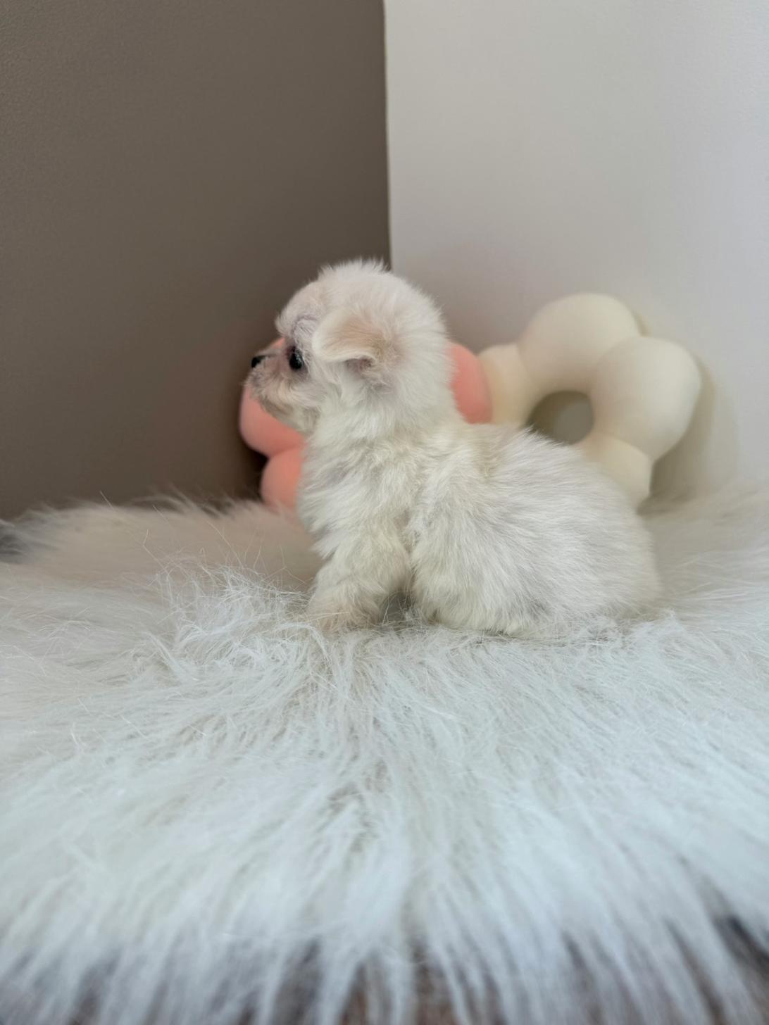 埼玉県のチワマル/マルチワ(チワワ×マルチーズ) (PETSHOP FATIS/2026年2月7日生まれ/女の子/ホワイト)の子犬の3枚目の画像