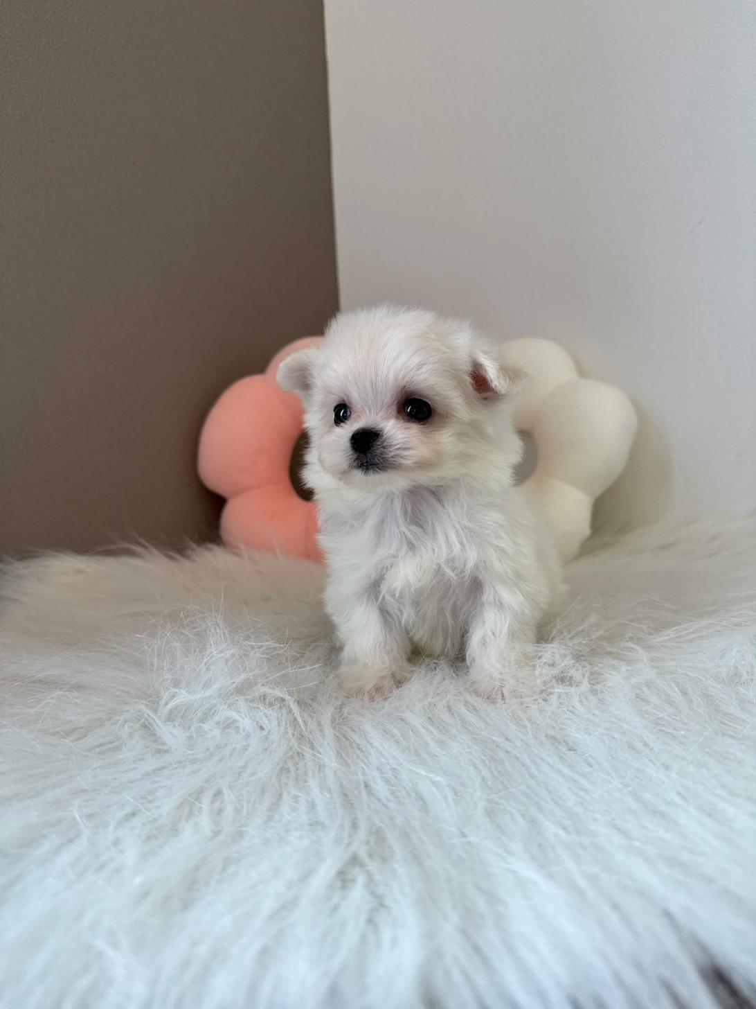 埼玉県のチワマル/マルチワ(チワワ×マルチーズ) (PETSHOP FATIS/2026年2月7日生まれ/女の子/ホワイト)の子犬の4枚目の画像