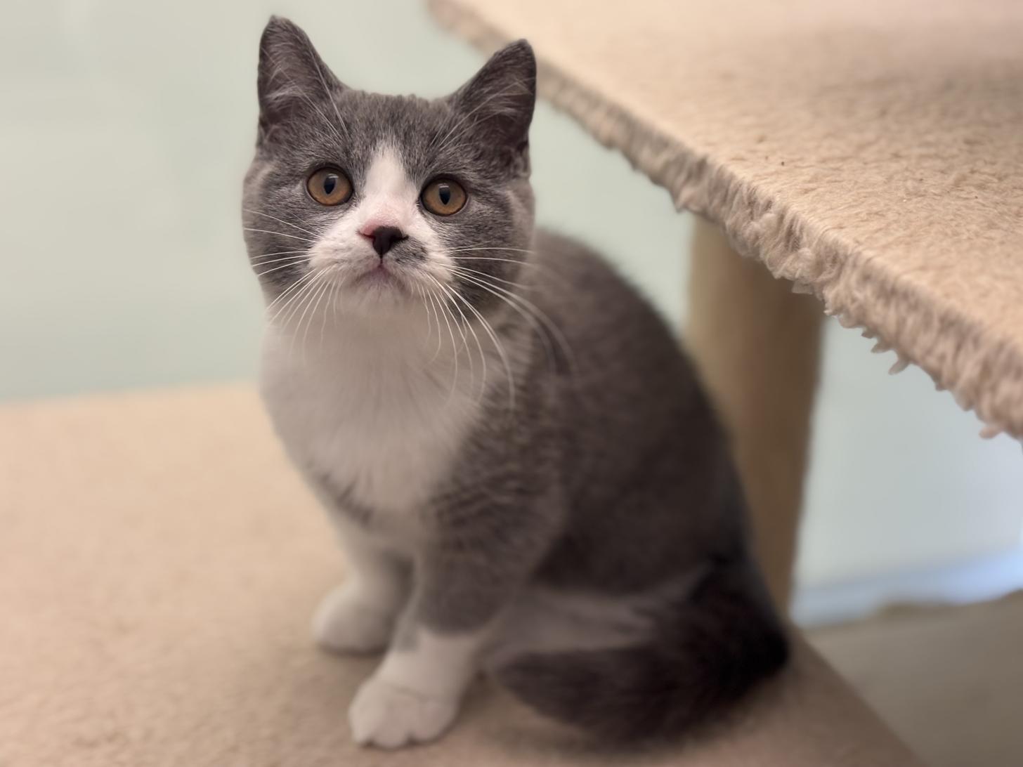 神奈川県のブリティッシュショートヘアー (Doggy Style 小田原店/2025年8月12日生まれ/男の子/ブルーホワイト)の子猫の1枚目の画像
