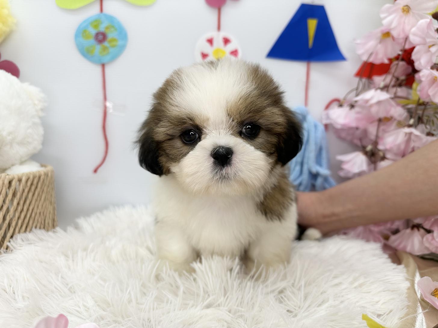 北海道のシーズー (ラブワンコ カインズ大曲店/2026年1月16日生まれ/女の子/ホワイトゴールド)の子犬