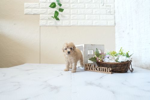 滋賀県のトイプードル(タイニー) (いっぷく湖南店/2026年2月26日生まれ/男の子/オレンジフォーン)の子犬の1枚目の画像