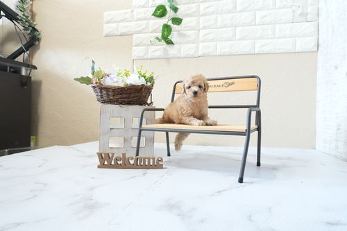 滋賀県のトイプードル(タイニー) (いっぷく湖南店/2026年2月26日生まれ/男の子/オレンジフォーン)の子犬の2枚目の画像