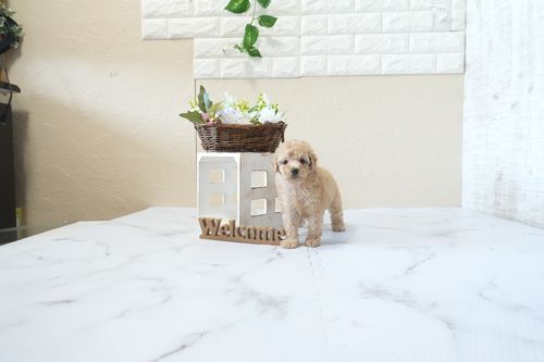 滋賀県のトイプードル(タイニー) (いっぷく湖南店/2026年2月26日生まれ/男の子/オレンジフォーン)の子犬の3枚目の画像