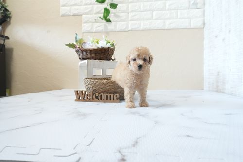 滋賀県のトイプードル(タイニー) (いっぷく湖南店/2026年2月26日生まれ/男の子/オレンジフォーン)の子犬の4枚目の画像