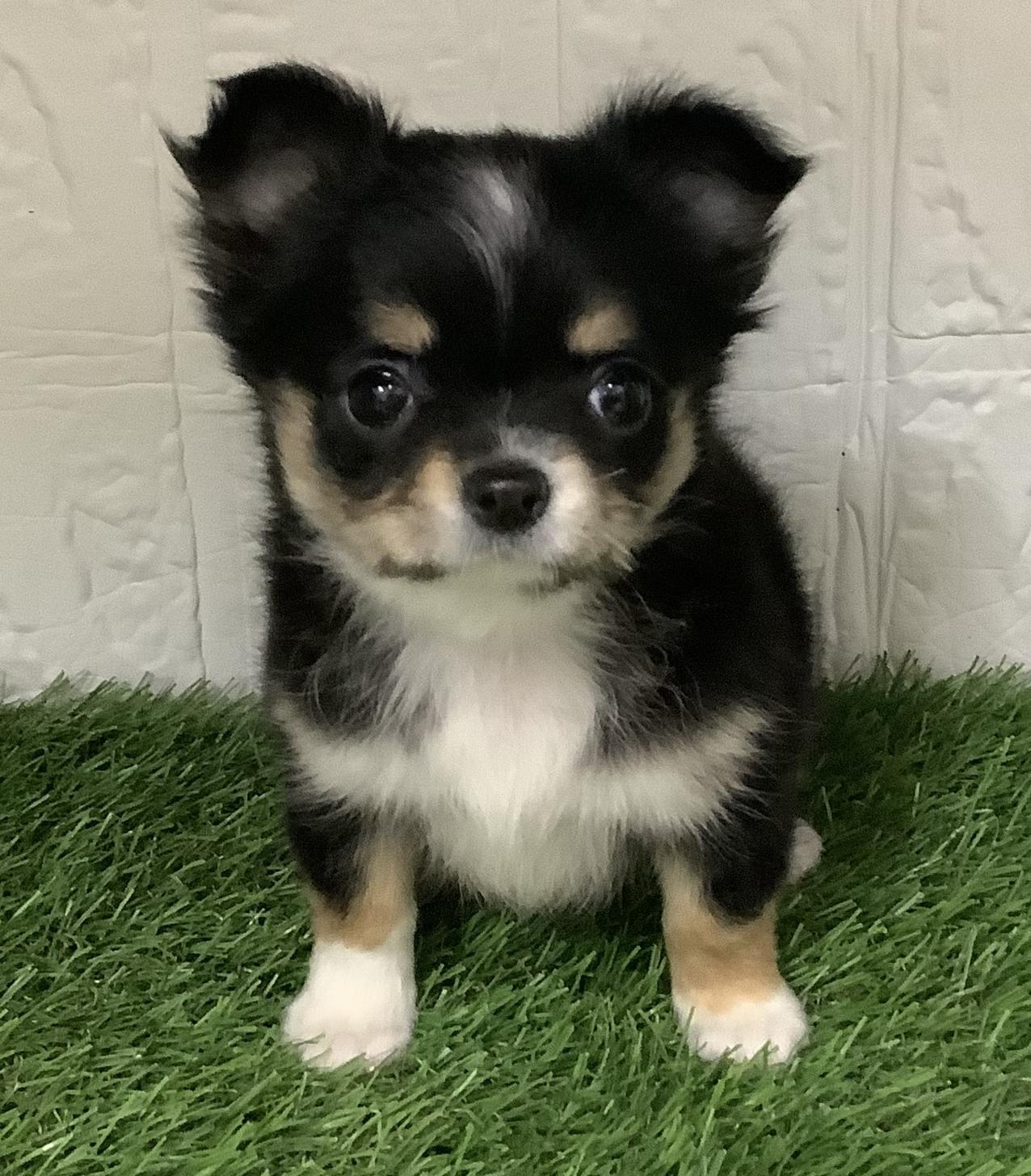 佐賀県のチワワ(ロング) (ドッグズホーム佐賀店/2025年10月13日生まれ/女の子/ブラックタンホワイト)の子犬