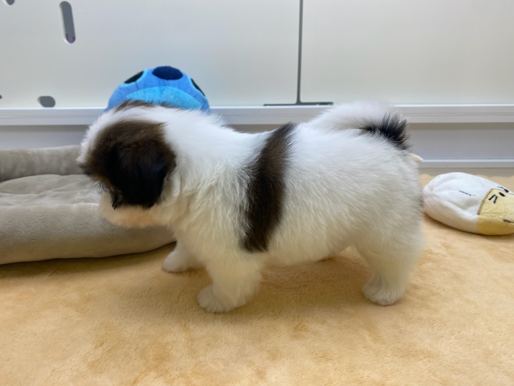 宮城県のシーズー (ズーズーカンパニー 八乙女店/2026年3月31日生まれ/女の子/ホワイトゴールド)の子犬の3枚目の画像