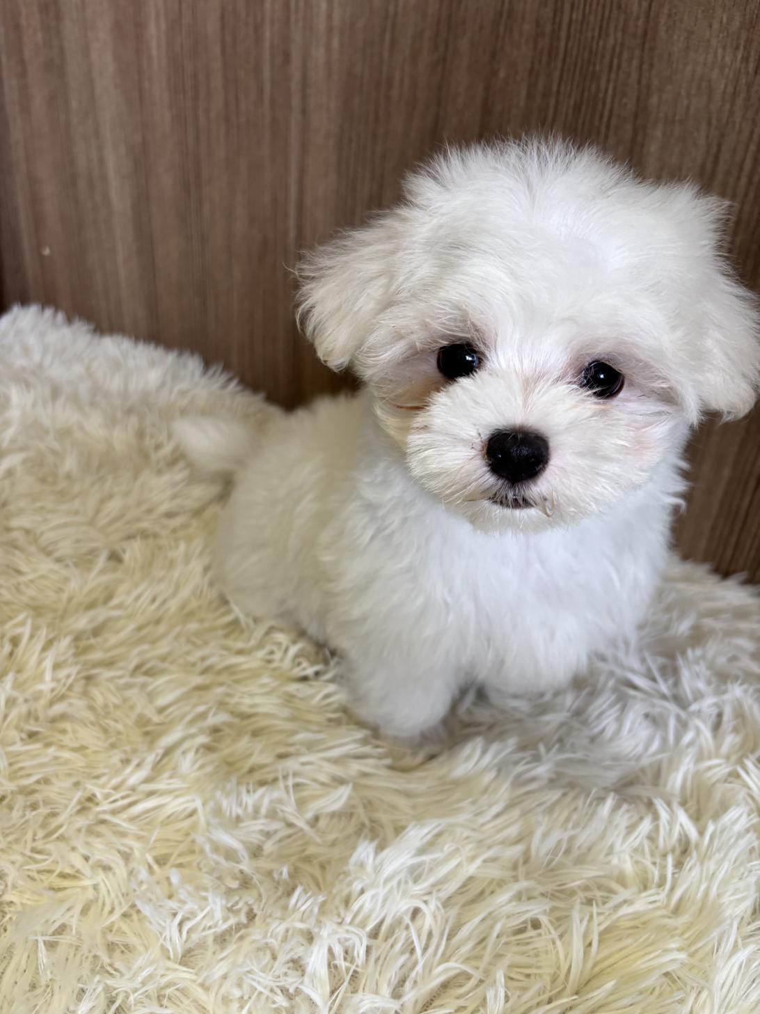 埼玉県のマルチーズ (ペッツスマイル南中野店/2025年6月21日生まれ/男の子/ホワイト)の子犬の2枚目の画像