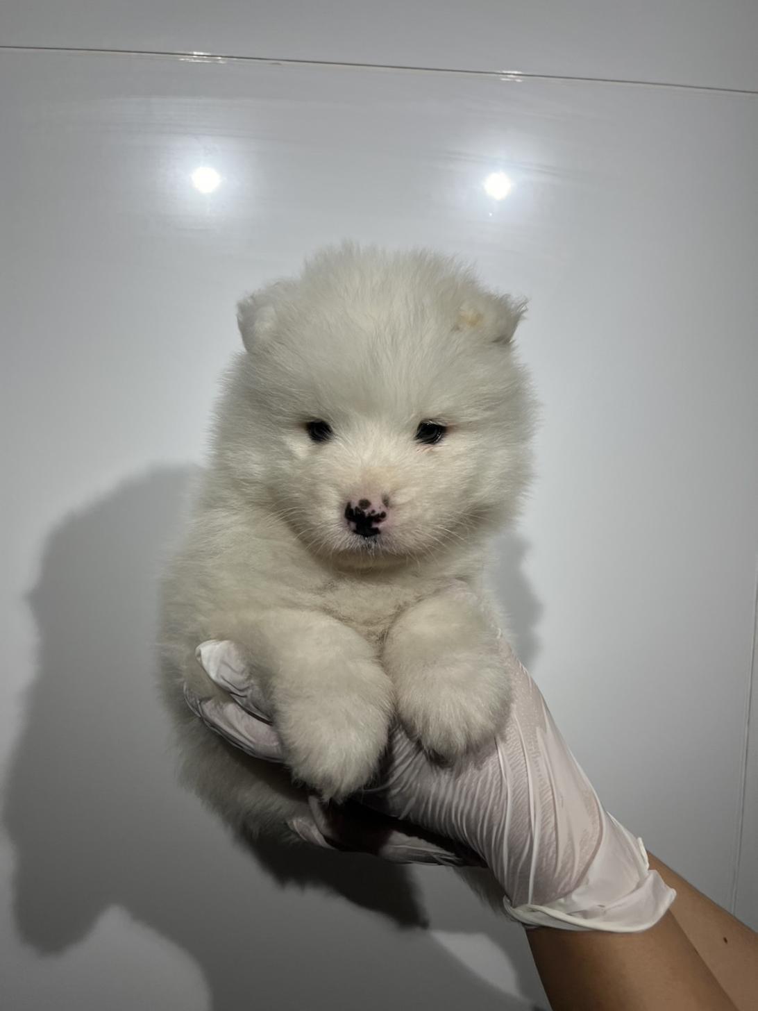埼玉県のサモエド (ペッツスマイル南中野店/2026年8月24日生まれ/男の子/ホワイト)の子犬の1枚目の画像