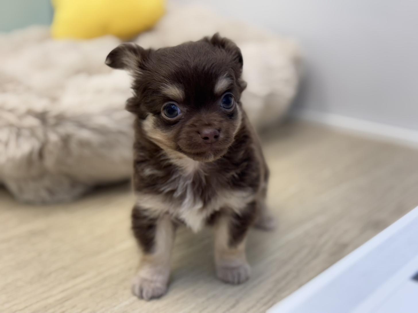 神奈川県のチワワ(ロング) (Doggy Style 小田原店/2025年10月23日生まれ/男の子/チョコレートタン)の子犬の1枚目の画像