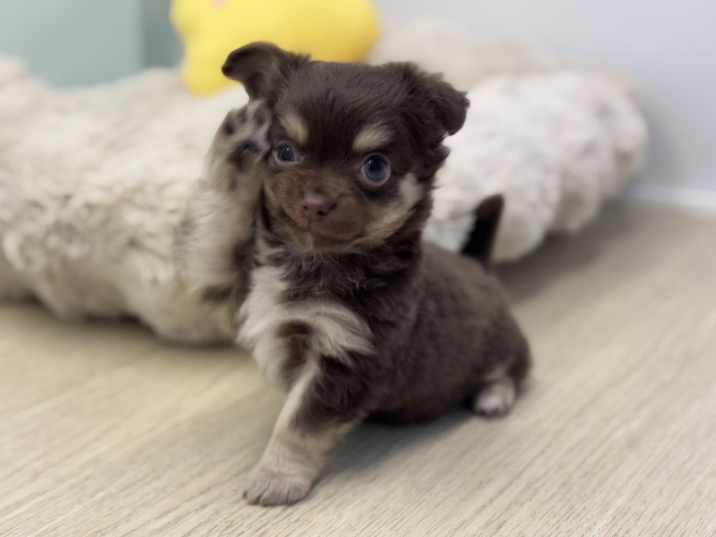 神奈川県のチワワ(ロング) (Doggy Style 小田原店/2025年10月23日生まれ/男の子/チョコレートタン)の子犬の2枚目の画像