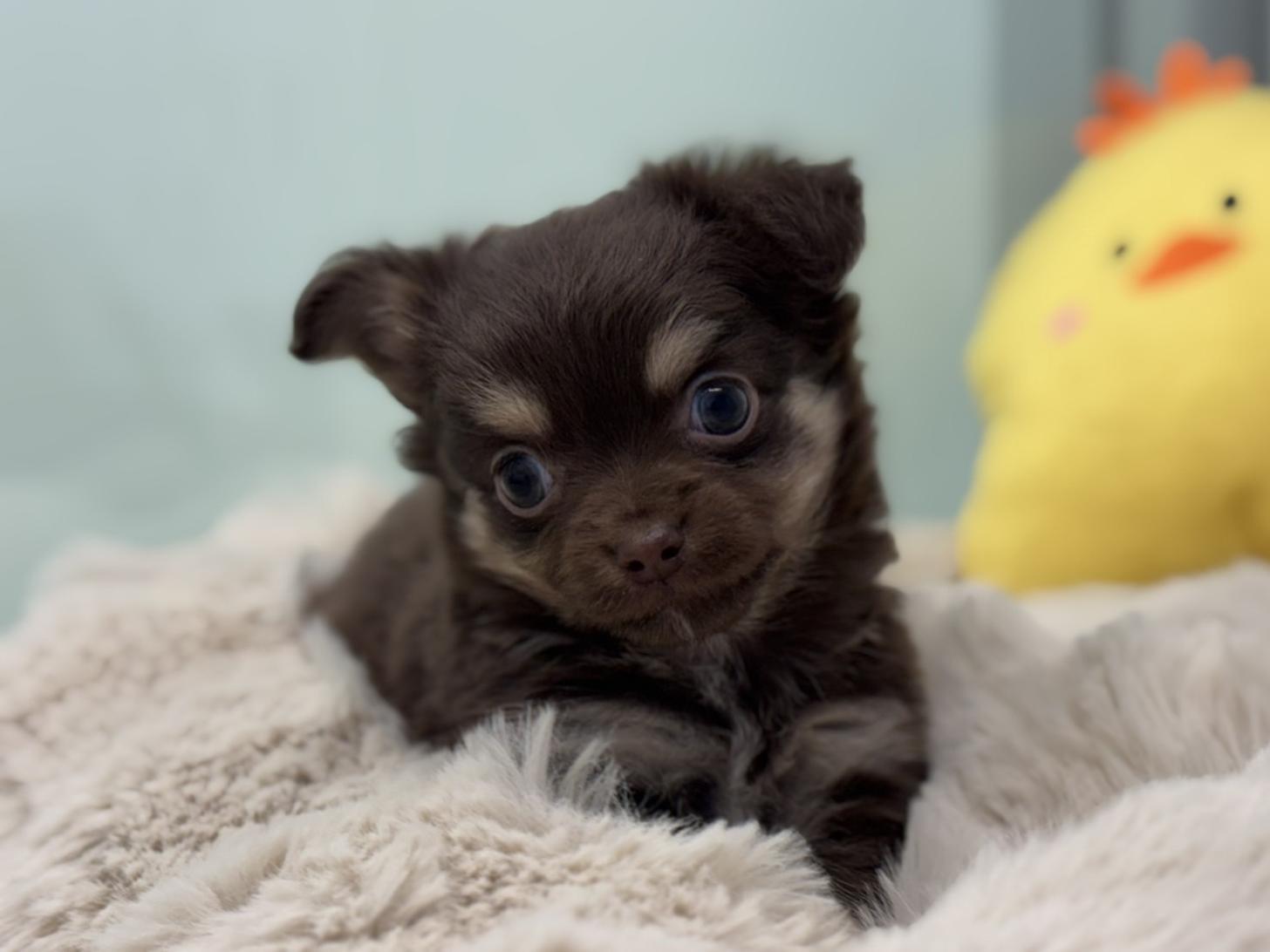 神奈川県のチワワ(ロング) (Doggy Style 小田原店/2025年10月23日生まれ/男の子/チョコレートタン)の子犬の4枚目の画像