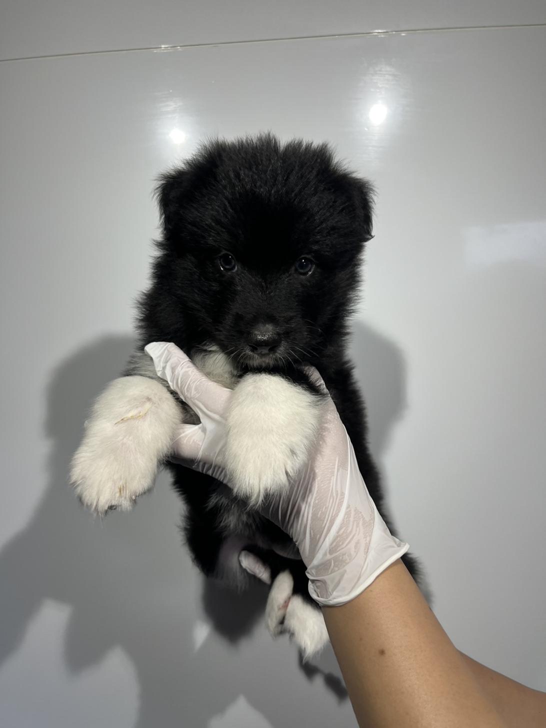 埼玉県のハーフ犬・ミックス犬 (ペッツスマイル加須インター店/2026年4月11日生まれ/女の子/ブラックホワイト)の子犬の1枚目の画像