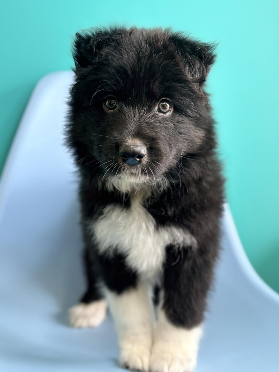 埼玉県のハーフ犬・ミックス犬 (ペッツスマイル加須インター店/2026年4月11日生まれ/女の子/ブラックホワイト)の子犬の1枚目の画像