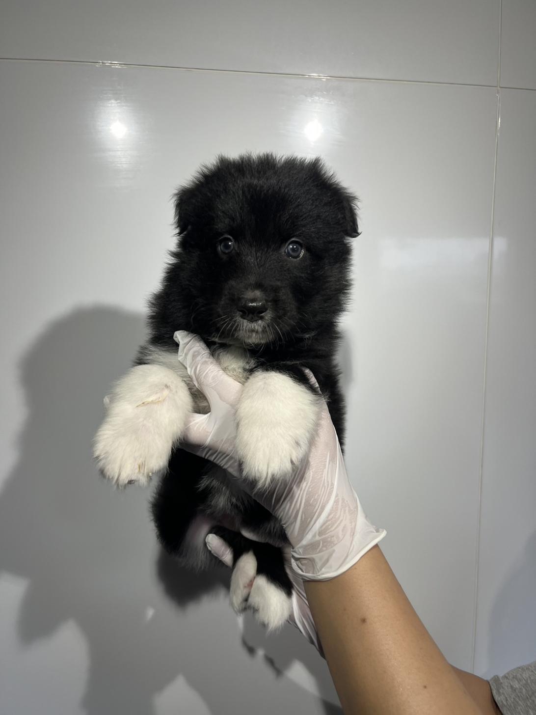 埼玉県のハーフ犬・ミックス犬 (ペッツスマイル加須インター店/2026年4月11日生まれ/女の子/ブラックホワイト)の子犬の2枚目の画像
