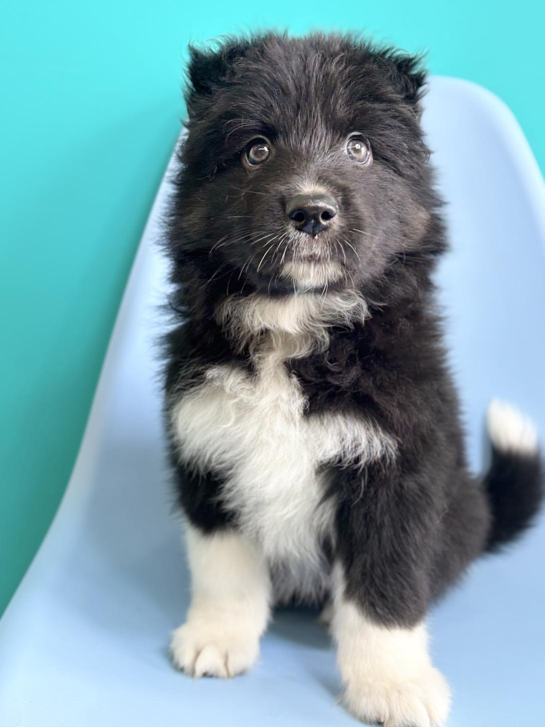 埼玉県のハーフ犬・ミックス犬 (ペッツスマイル加須インター店/2026年4月11日生まれ/女の子/ブラックホワイト)の子犬の3枚目の画像