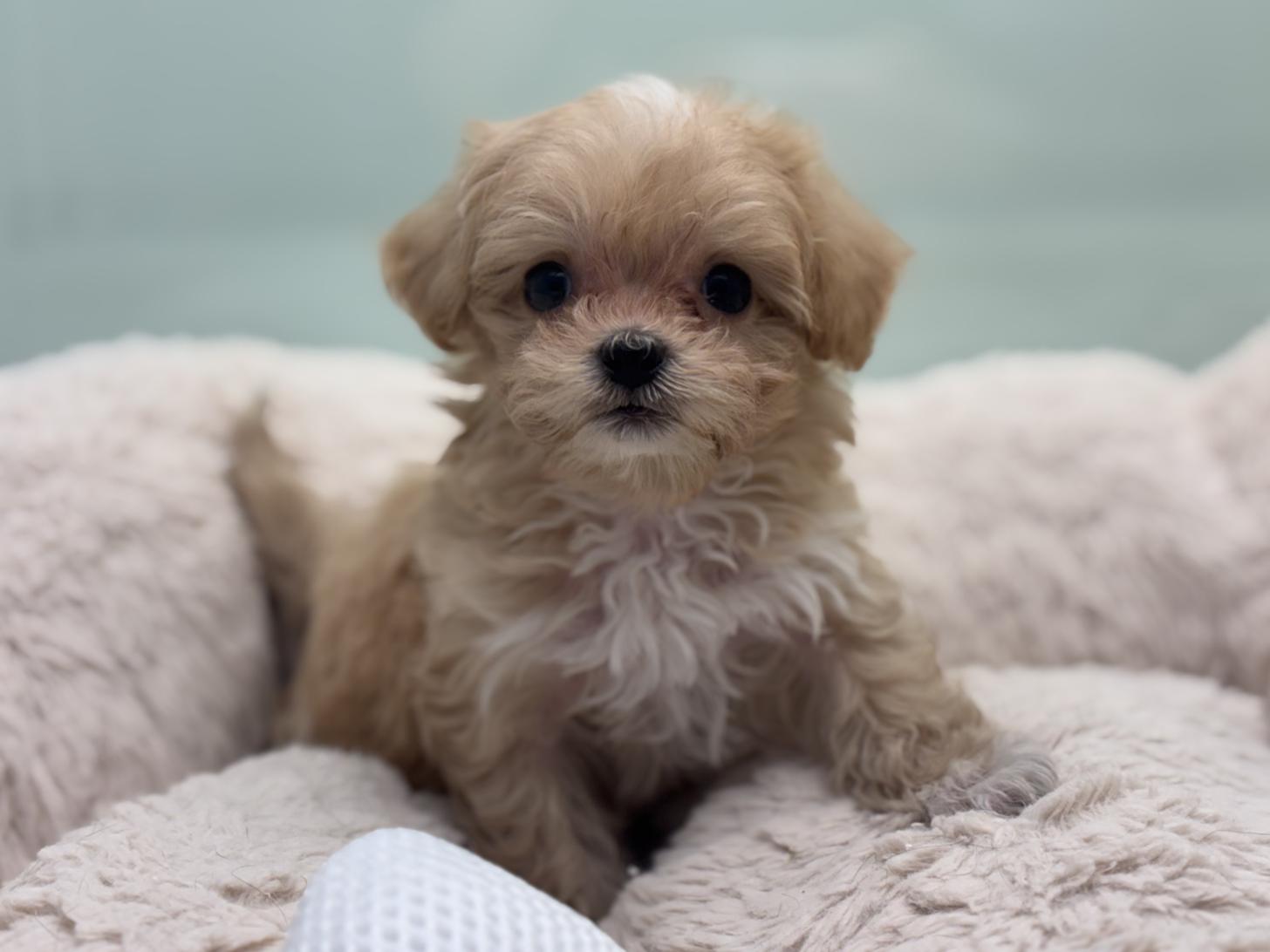 神奈川県のマルプー(マルチーズ×プードル) (Doggy Style 小田原店/2026年2月15日生まれ/男の子/クリーム)の子犬の1枚目の画像