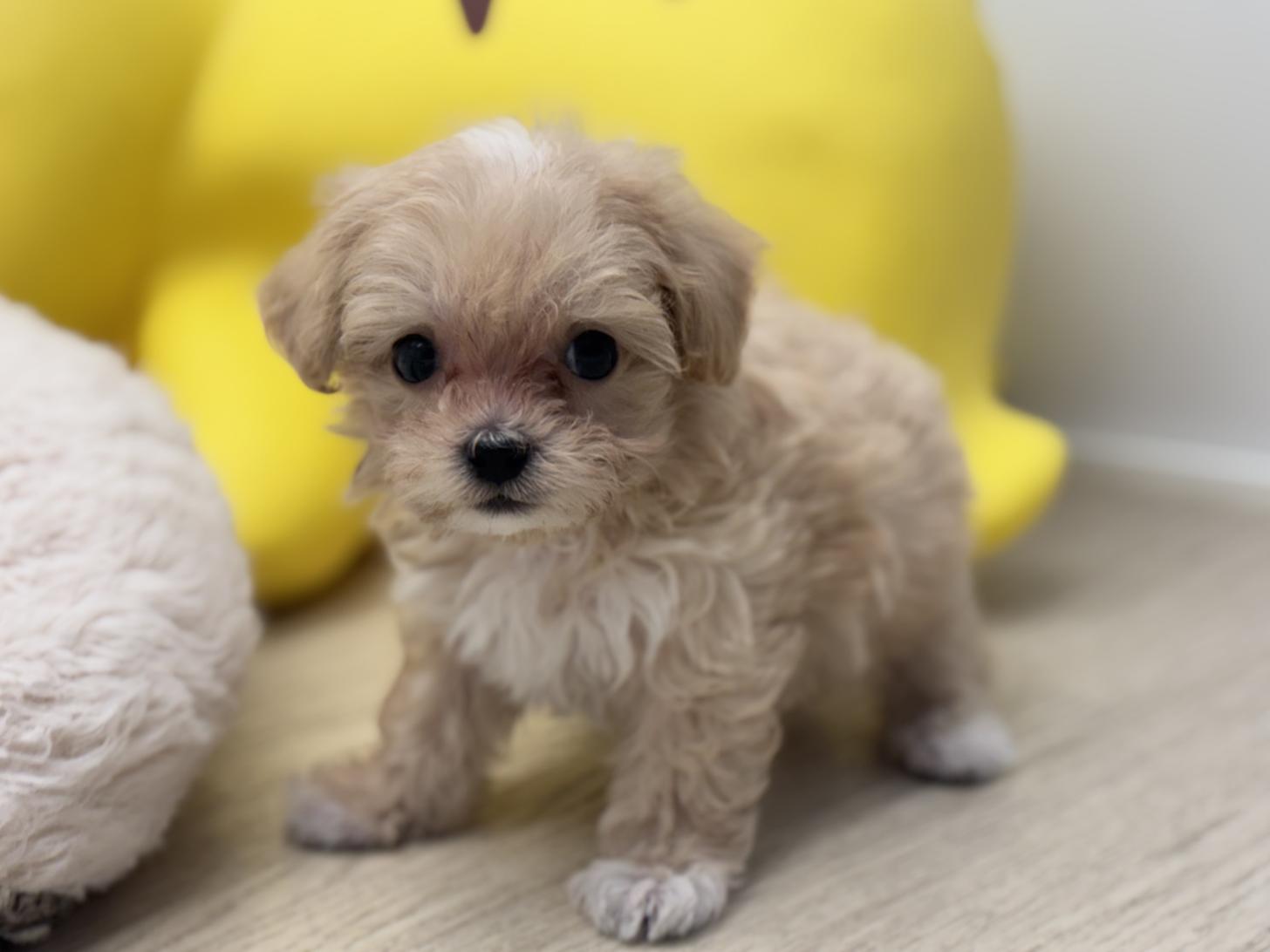 神奈川県のマルプー(マルチーズ×プードル) (Doggy Style 小田原店/2026年2月15日生まれ/男の子/クリーム)の子犬の3枚目の画像