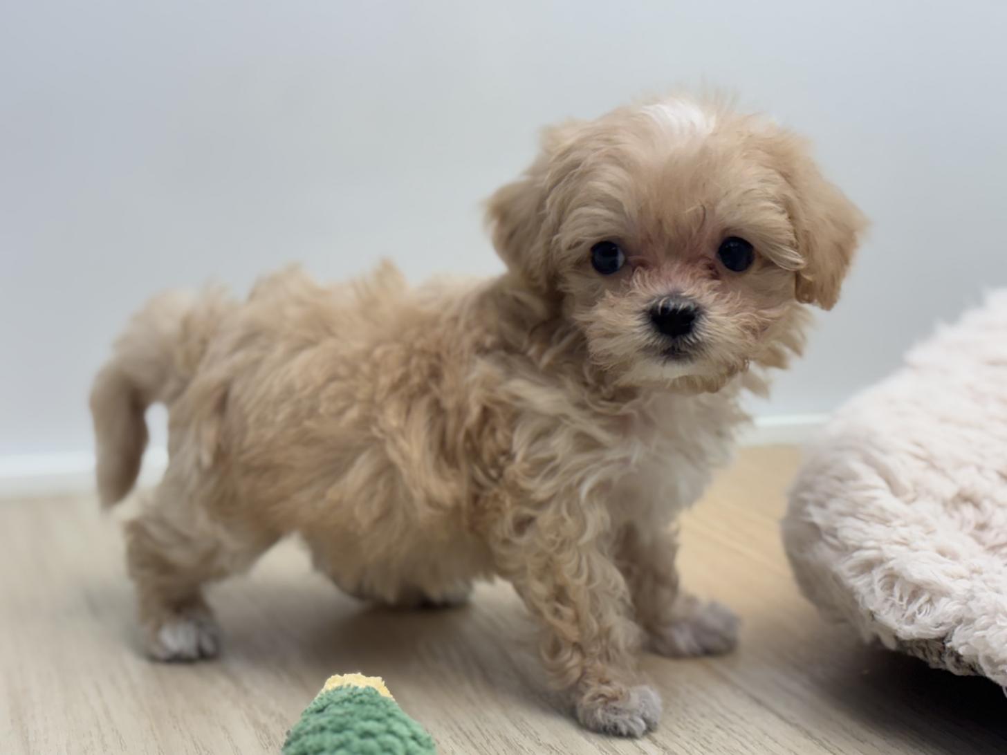 神奈川県のマルプー(マルチーズ×プードル) (Doggy Style 小田原店/2026年2月15日生まれ/男の子/クリーム)の子犬の4枚目の画像