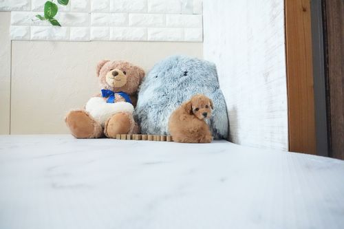滋賀県のトイプードル(タイニー) (いっぷく湖南店/2026年4月25日生まれ/女の子/レッドフォーン)の子犬の4枚目の画像