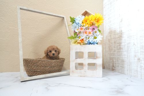 滋賀県のトイプードル(トイ) (いっぷく湖南店/2025年5月2日生まれ/女の子/オレンジフォーン)の子犬の4枚目の画像