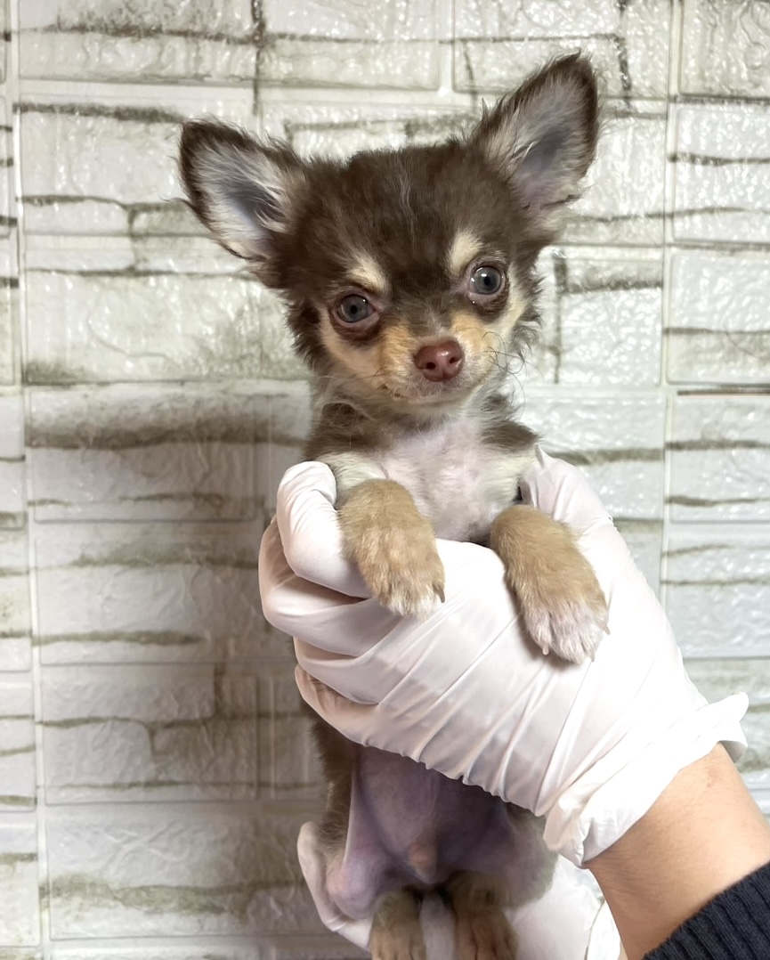 埼玉県のチワワ(ロング) (ペッツスマイル南中野店/2025年12月25日生まれ/男の子/チョコレートタンホワイト)の子犬の1枚目の画像