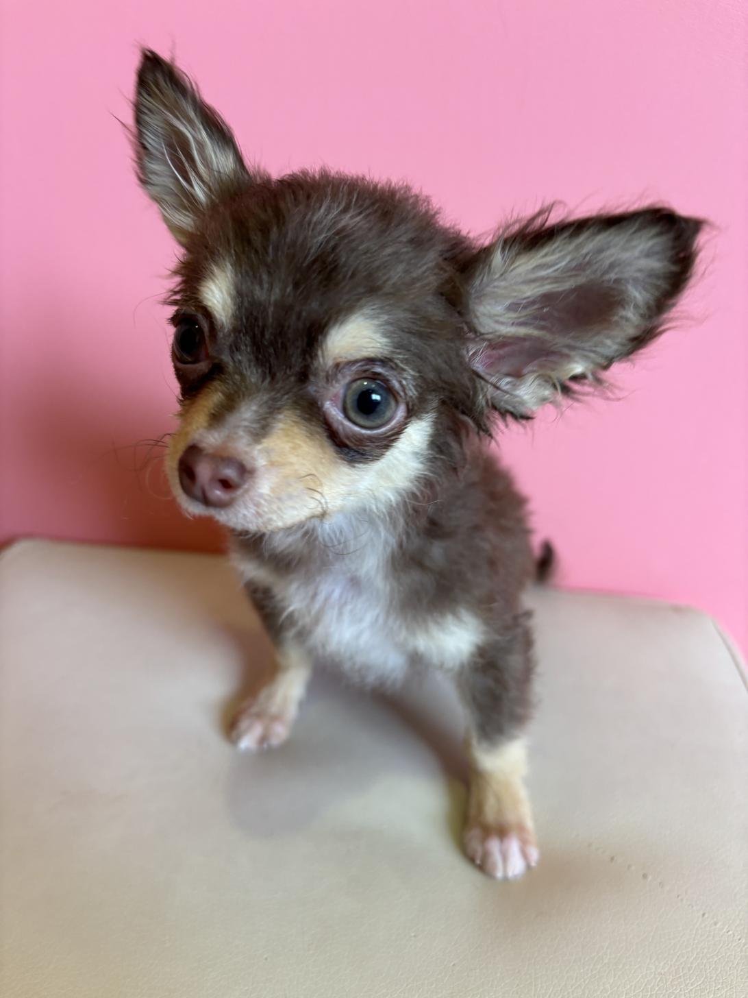 埼玉県のチワワ(ロング) (ペッツスマイル南中野店/2025年12月25日生まれ/男の子/チョコレートタンホワイト)の子犬の1枚目の画像