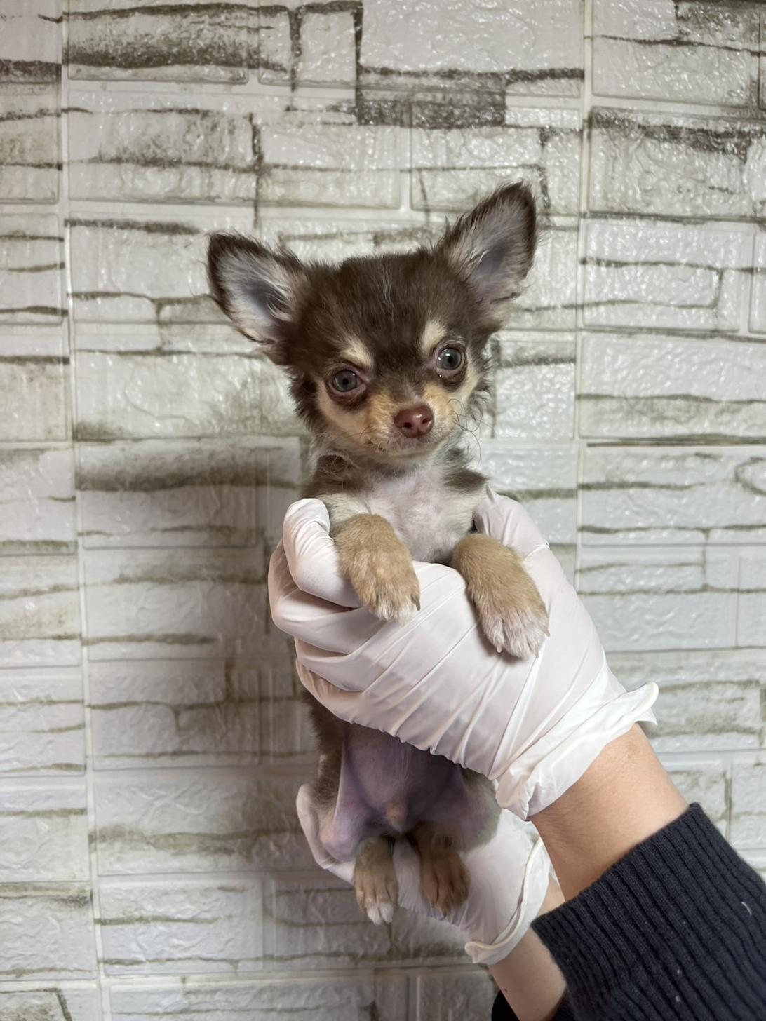 埼玉県のチワワ(ロング) (ペッツスマイル南中野店/2025年12月25日生まれ/男の子/チョコレートタンホワイト)の子犬の2枚目の画像